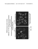 ANTIBODIES TO THE B12-TRANSCOBALAMIN RECEPTOR diagram and image