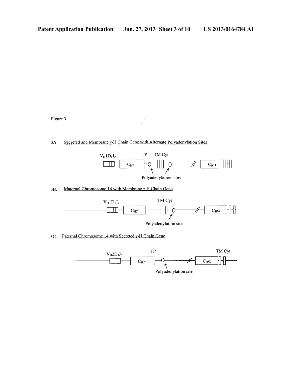 Compositions and methods including B lymphocyte cell line expressing     membrane immunoglobulin different from secreted immunoglobulin - diagram, schematic, and image 04