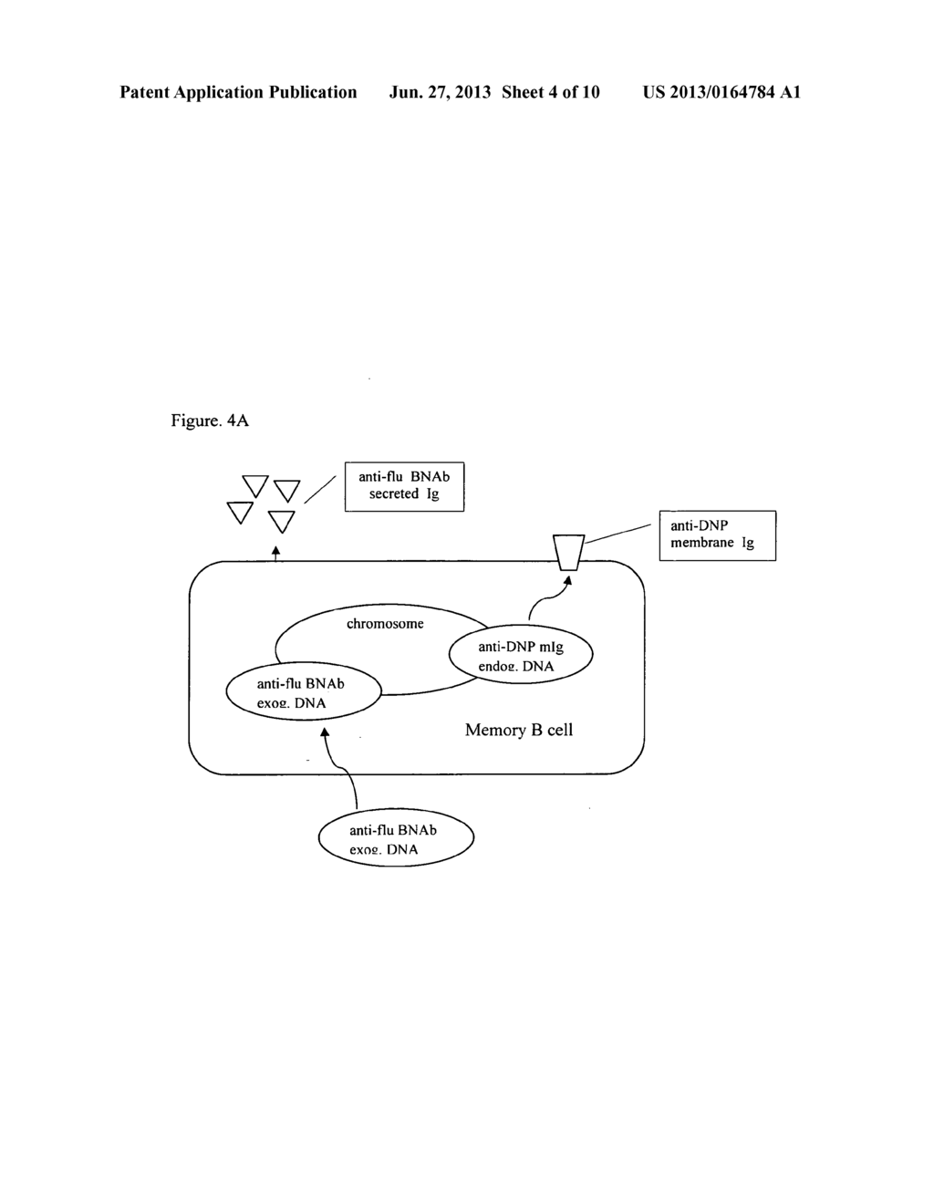 Compositions and methods including B lymphocyte cell line expressing     membrane immunoglobulin different from secreted immunoglobulin - diagram, schematic, and image 05