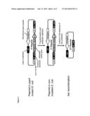 SELF-DELETING PLASMID diagram and image