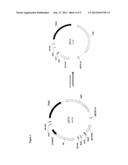 SELF-DELETING PLASMID diagram and image