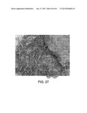 PROCESSING BIOMASS diagram and image