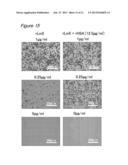 METHOD FOR CULTURING CELLS IN A SYSTEM COMPRISING LAMININ-5 diagram and image