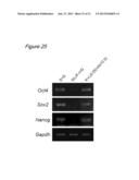 METHOD FOR CULTURING CELLS IN A SYSTEM COMPRISING LAMININ-5 diagram and image