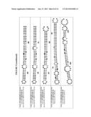 INVERTEBRATE MICRORNAS diagram and image