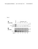 Crystal Structure of the Pro Form of a Matrix Metalloproteinase and an     Allosteric Processing Inhibitor diagram and image