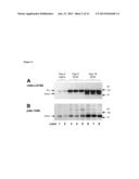 Crystal Structure of the Pro Form of a Matrix Metalloproteinase and an     Allosteric Processing Inhibitor diagram and image