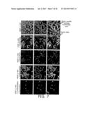 Nanocell Drug Delivery System diagram and image