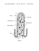 MATURATION OF GASTROINTESTINAL TRACT diagram and image