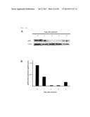 COMPOSITION FOR REGENERATING NORMAL TISSUE FROM FIBROTIC TISSUE diagram and image