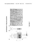 CONSTRAINED IMMUNOGENIC COMPOSITIONS AND USES THEREFOR diagram and image