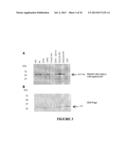 CONSTRAINED IMMUNOGENIC COMPOSITIONS AND USES THEREFOR diagram and image