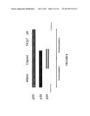 CONSTRAINED IMMUNOGENIC COMPOSITIONS AND USES THEREFOR diagram and image