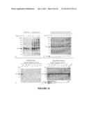 CONSTRAINED IMMUNOGENIC COMPOSITIONS AND USES THEREFOR diagram and image