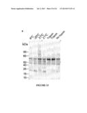 CONSTRAINED IMMUNOGENIC COMPOSITIONS AND USES THEREFOR diagram and image