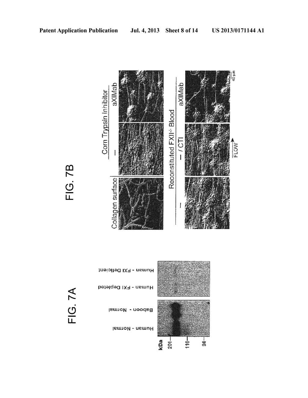 ANTI-FACTOR XI MONOCLONAL ANTIBODIES AND METHODS OF USE THEREOF - diagram, schematic, and image 09