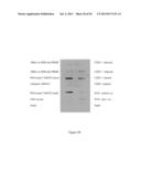 PROTEINS THAT BIND PI16 AND USES THEREOF diagram and image