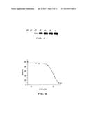 ANTIBODIES DIRECTED TO ANGIOPOIETIN-2 AND USES THEREOF diagram and image