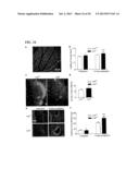 Inhibition of LAR Phosphatase to Enhance Therapeutic Angiogenesis diagram and image