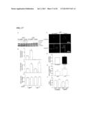 Inhibition of LAR Phosphatase to Enhance Therapeutic Angiogenesis diagram and image