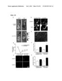 Inhibition of LAR Phosphatase to Enhance Therapeutic Angiogenesis diagram and image
