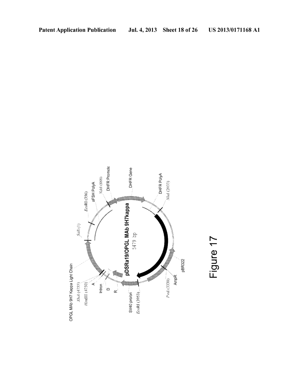 Human Anti-OPGL Neutralizing Antibodies as Selective OPGL Pathway     Inhibitors - diagram, schematic, and image 19