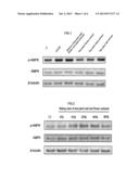 COMPOSITION FOR PREVENTING OR IMPROVING METABOLIC SYNDROME COMPRISING TEA     PLANT LEAF, FLOWER AND SEED EXTRACT diagram and image