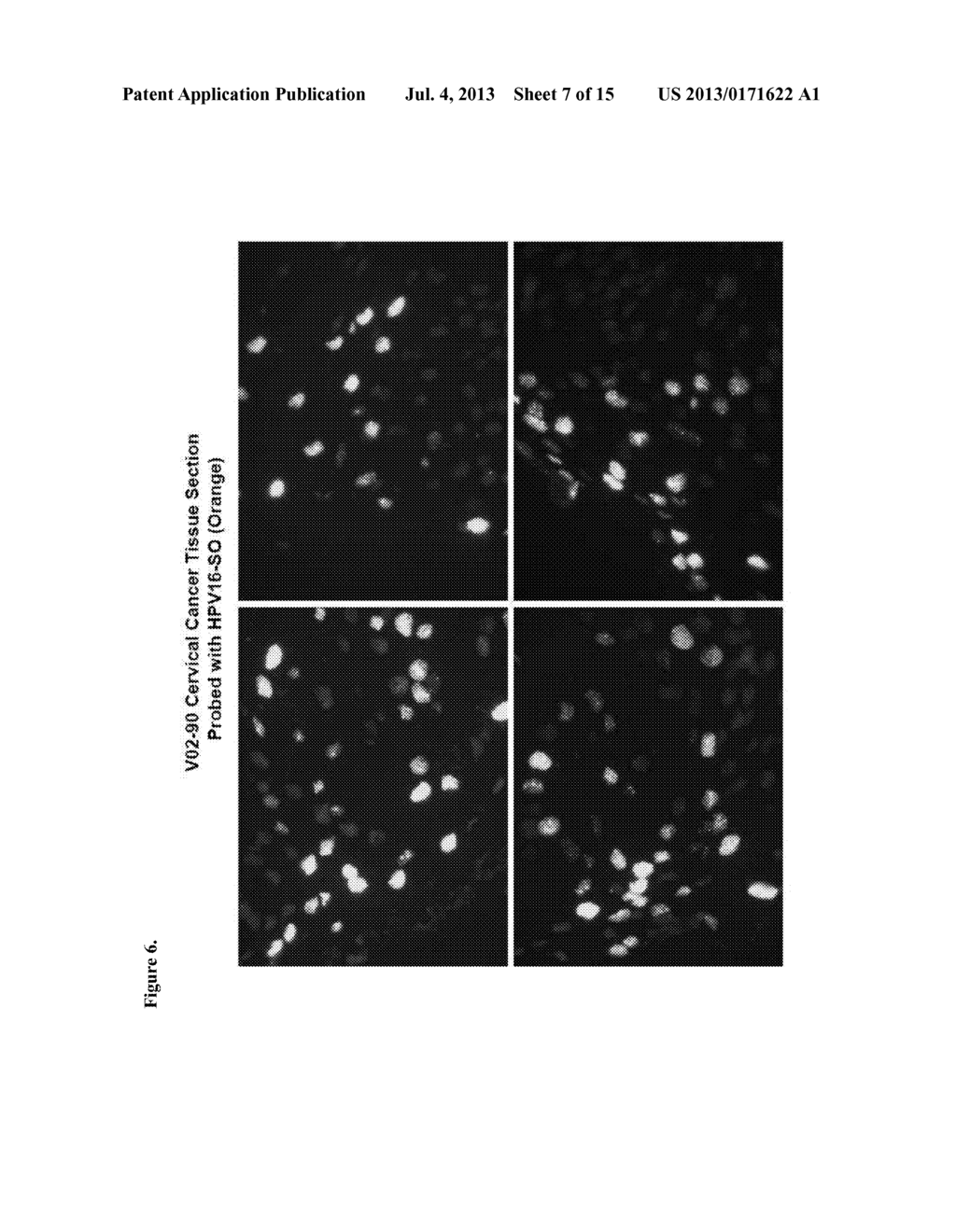 COMPOSITIONS AND METHODS FOR DETECTING VIRAL INFECTION USING DIRECT-LABEL     FLUORESCENCE IN SITU HYBRIDIZATION - diagram, schematic, and image 08