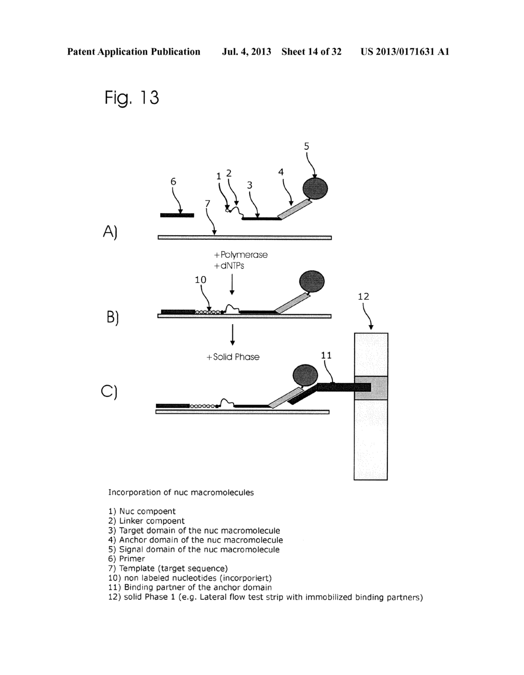 CONJUGATES OF NUCLEOTIDES AND METHOD FOR THE APPLICATION THEREOF - diagram, schematic, and image 15