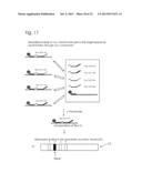 CONJUGATES OF NUCLEOTIDES AND METHOD FOR THE APPLICATION THEREOF diagram and image