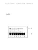 CONJUGATES OF NUCLEOTIDES AND METHOD FOR THE APPLICATION THEREOF diagram and image