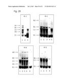 CONJUGATES OF NUCLEOTIDES AND METHOD FOR THE APPLICATION THEREOF diagram and image