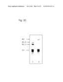 CONJUGATES OF NUCLEOTIDES AND METHOD FOR THE APPLICATION THEREOF diagram and image