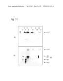 CONJUGATES OF NUCLEOTIDES AND METHOD FOR THE APPLICATION THEREOF diagram and image