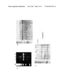 RAPID SCREENING OF BIOLOGICALLY ACTIVE NUCLEASES AND ISOLATION OF     NUCLEASE-MODIFIED CELLS diagram and image