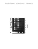 RAPID SCREENING OF BIOLOGICALLY ACTIVE NUCLEASES AND ISOLATION OF     NUCLEASE-MODIFIED CELLS diagram and image