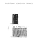 RAPID SCREENING OF BIOLOGICALLY ACTIVE NUCLEASES AND ISOLATION OF     NUCLEASE-MODIFIED CELLS diagram and image