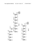 ISOLATION AND DEGLYCOSYLATION OF GLYCOPROTEINS diagram and image