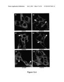 Assay for Identification of LRRK2 Inhibitors diagram and image