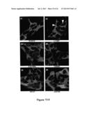 Assay for Identification of LRRK2 Inhibitors diagram and image