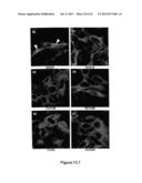 Assay for Identification of LRRK2 Inhibitors diagram and image