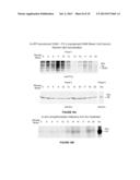 METHODS AND COMPOSITIONS FOR TREATING NEURODEGENERATIVE DISORDERS AND     ALZHEIMER S DISEASE AND IMPROVING NORMAL MEMORY diagram and image