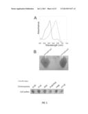 RECOMBINANT PHYCOBILIPROTEINS WITH ENHANCED FLUORESCENCE AND PHOTOCHEMICAL     PROPERTIES diagram and image