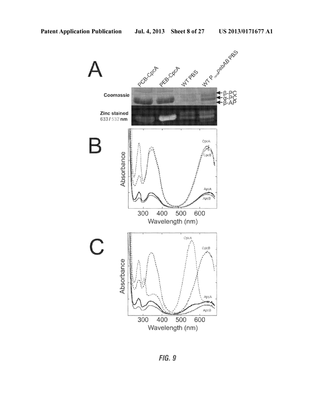 RECOMBINANT PHYCOBILIPROTEINS WITH ENHANCED FLUORESCENCE AND PHOTOCHEMICAL     PROPERTIES - diagram, schematic, and image 09