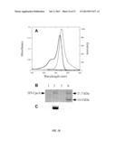 RECOMBINANT PHYCOBILIPROTEINS WITH ENHANCED FLUORESCENCE AND PHOTOCHEMICAL     PROPERTIES diagram and image