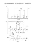 RECOMBINANT PHYCOBILIPROTEINS WITH ENHANCED FLUORESCENCE AND PHOTOCHEMICAL     PROPERTIES diagram and image