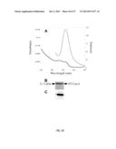 RECOMBINANT PHYCOBILIPROTEINS WITH ENHANCED FLUORESCENCE AND PHOTOCHEMICAL     PROPERTIES diagram and image