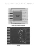 Cell Culture and Gradient Migration Assay Methods and Devices diagram and image