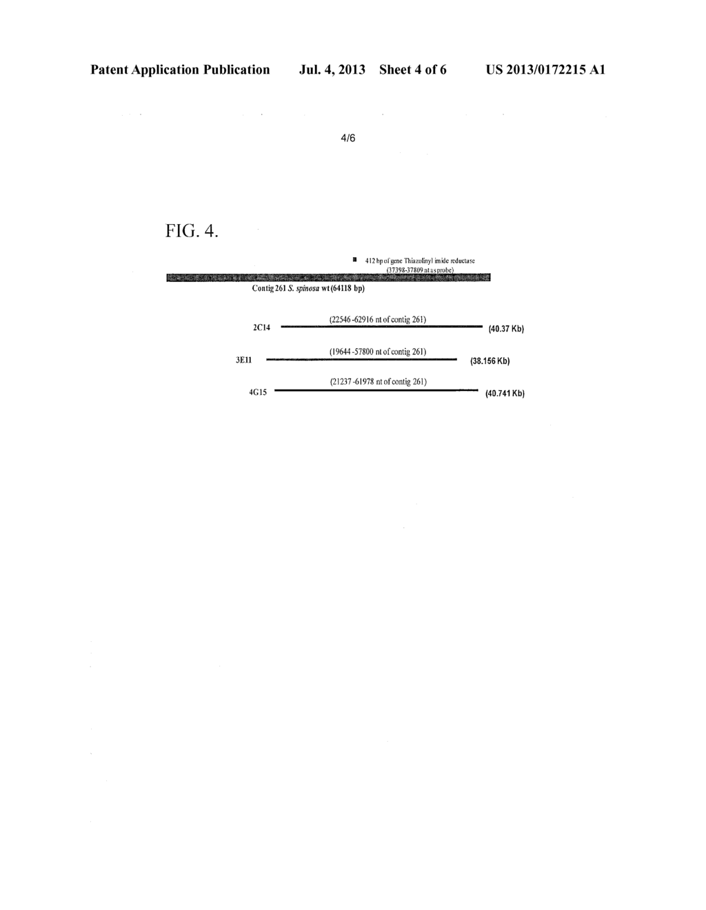 IDENTIFICATION AND CHARACTERIZATION OF THE SPINACTIN BIOSYSNTHESIS GENE     CLUSTER FROM SPINOSYN PRODUCING SACCHAROPOLYSPORA SPINOSA - diagram, schematic, and image 05