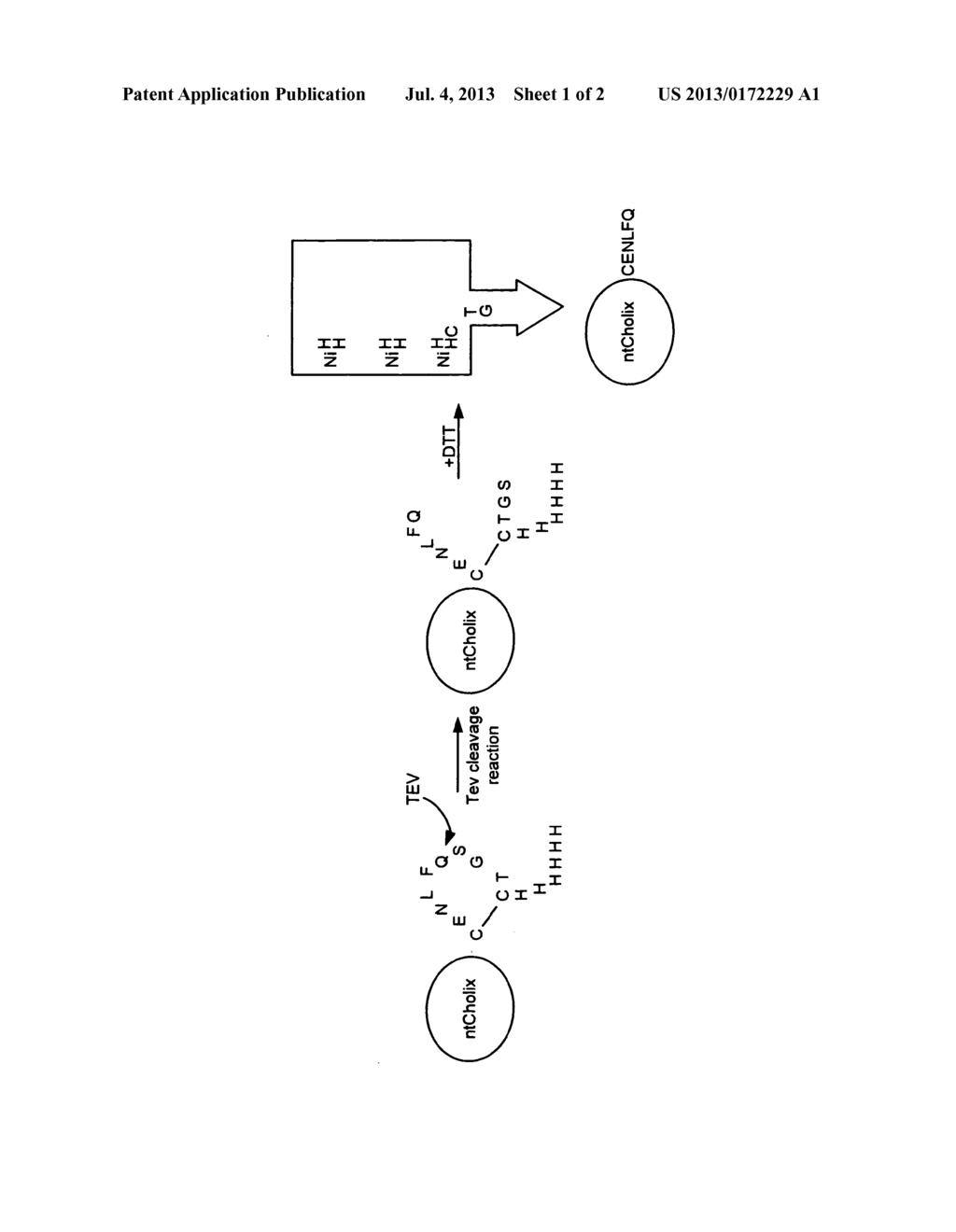 SYSTEMS AND METHODS OF DELIVERY OF BIOACTIVE AGENTS USING BACTERIAL     TOXIN-DERIVED TRANSPORT SEQUENCES - diagram, schematic, and image 02